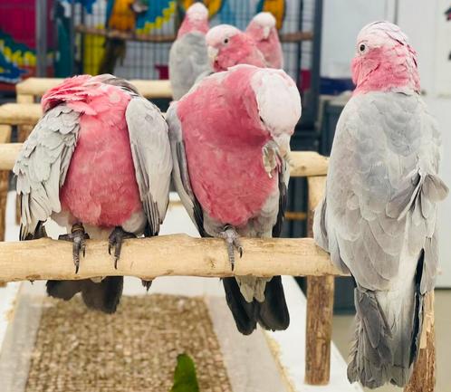jonge rose kaketoes & diverse andere soorten, Dieren en Toebehoren, Vogels | Parkieten en Papegaaien, Papegaai, Meerdere dieren