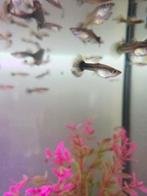 Guppies te koop, Vis