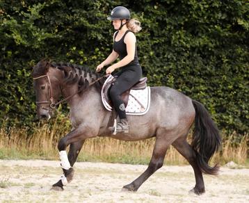 Mega stoere en super brave E trekpaardje !!  beschikbaar voor biedingen