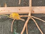 TT waardige Intensieve lizards poppen /mannen te koop, Dieren en Toebehoren, Meerdere dieren