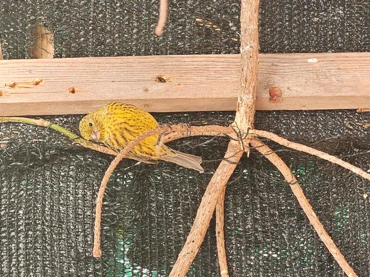 TT waardige Intensieve lizards poppen /mannen te koop, Dieren en Toebehoren, Vogels | Kanaries, Meerdere dieren