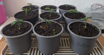 Sinasappel plantjes beschikbaar voor biedingen