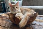 XXL Maine Coon Kittens beschikbaar €1450; met stamboom, Dieren en Toebehoren, Katten en Kittens | Raskatten | Langhaar, Poes, Met stamboom