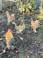 Sabelpoot krieltjes toom porselein, Dieren en Toebehoren, Pluimvee, Meerdere dieren, Kip