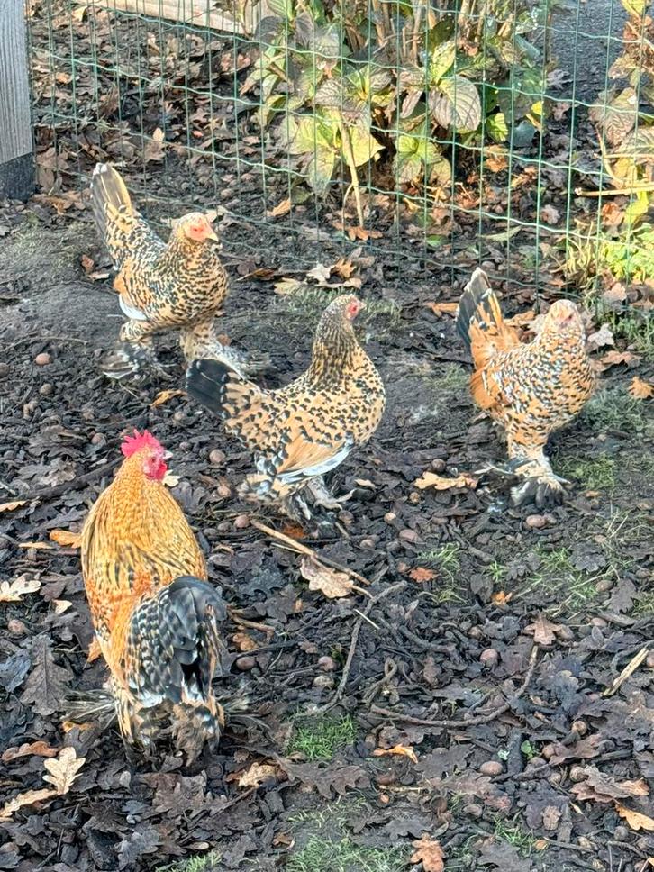 Sabelpoot krieltjes toom porselein, Dieren en Toebehoren, Pluimvee, Kip, Meerdere dieren