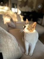 Gezocht een warm huisje voor onze Neyla, Poes, Ingeënt