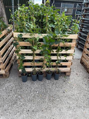 Hedera 80/100 ruim goed vertakt nu per box 150 stuks ex box beschikbaar voor biedingen