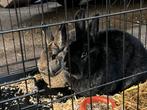 2 Vlaamse reuzen (gecastreerd), Dieren en Toebehoren, Konijnen, Mannelijk, Groot, 0 tot 2 jaar