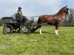 Recreatief mennen, paard/pony gezocht, Dieren en Toebehoren, Ophalen of Verzenden, Nieuw