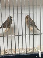 Barmsijs koppel, Dieren en Toebehoren, Vogels | Overige Vogels, Meerdere dieren, Wildzangvogel, Geringd