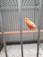 Roodruggen, Dieren en Toebehoren, Vogels | Parkieten en Papegaaien, Mannelijk, Parkiet