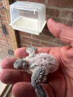 Hele jonge Baby Grasparkieten, Dieren en Toebehoren