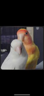 Mowgli en toetie zoeken een nieuw for ever home!, Meerdere dieren, Parkiet