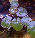 Aquarium drijfplant Amazone kikkerbeet Limnobium laevigatum, Dieren en Toebehoren, Nieuw, Plant(en), Steen of Hout, Ophalen of Verzenden