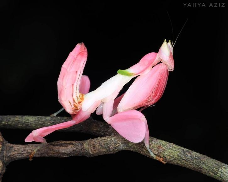 Hymenopus coronatus, bidsprinkhaan, Dieren en Toebehoren, Insecten en Spinnen