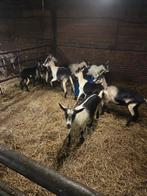 Te koop pauwgeiten, Dieren en Toebehoren, Schapen, Geiten en Varkens, Meerdere dieren, Geit