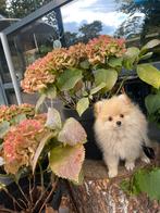 Pomeriaan, Reu, 8 tot 15 weken, Eén hond, Nederland