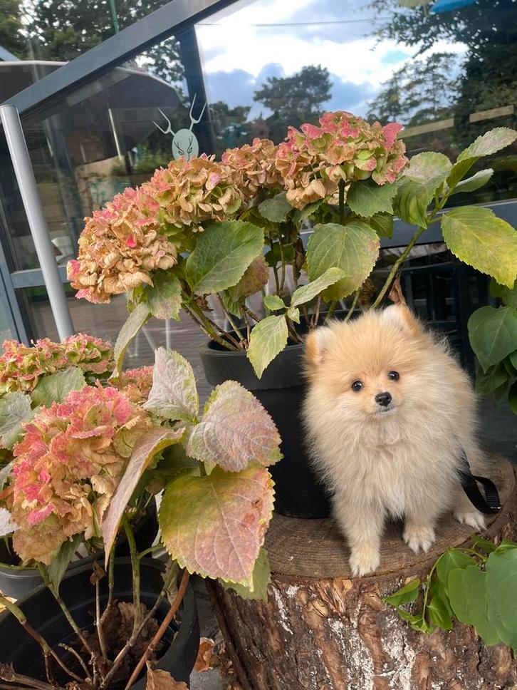 Pomeriaan, Dieren en Toebehoren, Honden | Poolhonden, Keeshonden en Oertypen, Reu, Keeshond, Particulier, Eén hond, Nederland