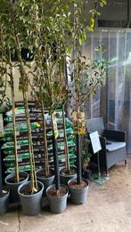 Stoofpeer fruitbomen ‘gieser wildeman’, Tuin en Terras, Ophalen, Volle zon, Overige soorten