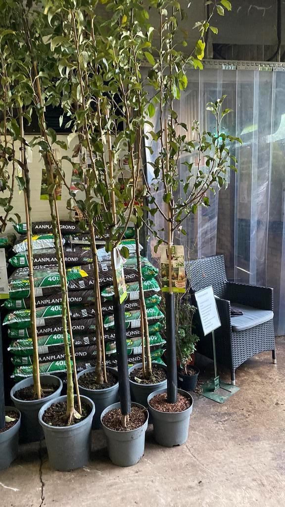Stoofpeer fruitbomen ‘gieser wildeman’, Tuin en Terras, Planten | Bomen, Overige soorten, Volle zon, Ophalen