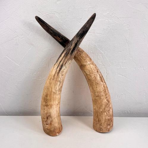 Set mooie hoornen, Antiek en Kunst, Curiosa en Brocante, Ophalen of Verzenden