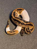 1.0 Male Pied het Clown, Dieren en Toebehoren, Slang, Tam, 0 tot 2 jaar