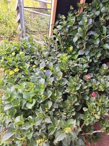Hortensia  beschikbaar voor biedingen