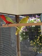 Gele koningsparkiet, Dieren en Toebehoren, Vogels | Parkieten en Papegaaien, Mannelijk, Parkiet, Geringd