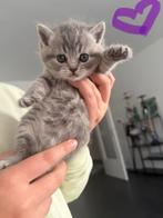 Britse korthaar kittens(LAATSTE 1 tje over), Kater, Ontwormd