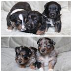 Raszuivere Australian Shepherd pups, Dieren en Toebehoren, CDV (hondenziekte), 8 tot 15 weken, Meerdere, Meerdere dieren