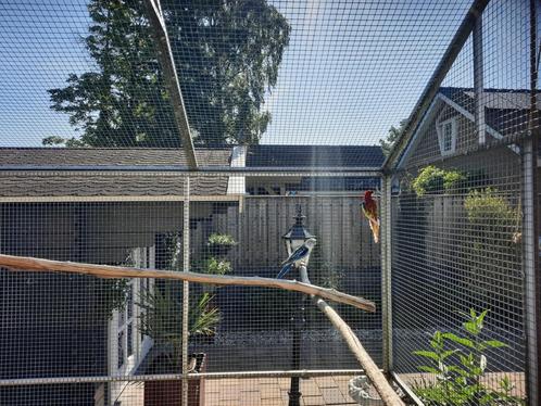 1-1 Witvleugel Rosella’s, Dieren en Toebehoren, Vogels | Parkieten en Papegaaien, Parkiet, Meerdere dieren, Geringd