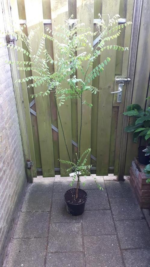 Sophora japonica meerstammige struik 125-150 cm honingboom, Tuin en Terras, Planten | Struiken en Hagen, Struik, Overige soorten