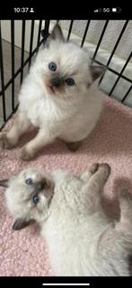 Ragdoll kittens, Dieren en Toebehoren, Katten en Kittens | Overige Katten, Meerdere dieren, 0 tot 2 jaar
