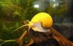 Appelslak geel en origineel - Koidreams in Valburg, Dieren en Toebehoren, Vissen | Aquariumvissen, Slak of Weekdier, Zoetwatervis