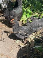 blauwlegger haantje silverudd, Dieren en Toebehoren, Pluimvee, Mannelijk, Kip
