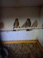 roodmussen en kwarteltjes, Dieren en Toebehoren, Vogels | Overige Vogels, Meerdere dieren, Tropenvogel