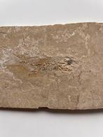 Zeldzaam Smordis Maorurus Fossiel, Ophalen of Verzenden, Fossiel