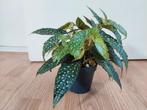 Begonia Cane Double Dot - Stippenbegonia/Stippenplant H25cm, Huis en Inrichting, Kamerplanten, Ophalen, Overige soorten, Halfschaduw