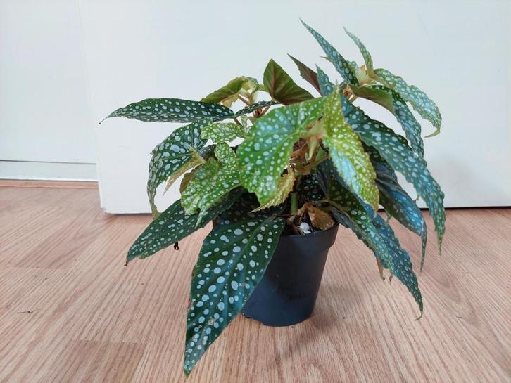 Begonia Cane Double Dot - Stippenbegonia/Stippenplant H25cm, Huis en Inrichting, Kamerplanten, Overige soorten, Minder dan 100 cm