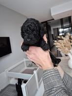 Prachtige F7 curly medium-mini Labradoodle pups, Dieren en Toebehoren, 8 tot 15 weken, CDV (hondenziekte), Meerdere, Meerdere dieren