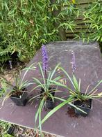 liriope meerdere stuks, Tuin en Terras, Planten | Tuinplanten, Ophalen of Verzenden, Overige soorten, Volle zon