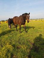 Paardenrusthuis Met 40 meter lange inloop stal, Weidegang