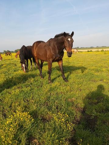 Paardenrusthuis Met 40 meter lange inloop stal  beschikbaar voor biedingen