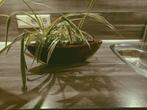 Graslelie in aardewerk bloempotje 30 cm breed, Huis en Inrichting, Kamerplanten, Ophalen, Halfschaduw, Minder dan 100 cm