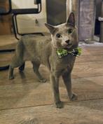 Dekkater Blauwe Rus met stamboom, Dieren en Toebehoren, Katten en Kittens | Raskatten | Korthaar, Kater, Gechipt, 0 tot 2 jaar