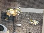 Vogels kanarie,kwartel,bourke, elegant, Dieren en Toebehoren, Vogels | Overige Vogels, Meerdere dieren, Tropenvogel