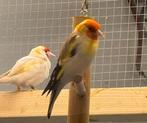 Putter pop of man? Witkop van 2023 XXL, Dieren en Toebehoren, Vogels | Overige Vogels, Meerdere dieren, Wildzangvogel, Geringd