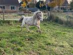 Super lieve few spot hengst, Dieren en Toebehoren, Pony's, Hengst, Niet van toepassing, Gechipt, 3 tot 6 jaar