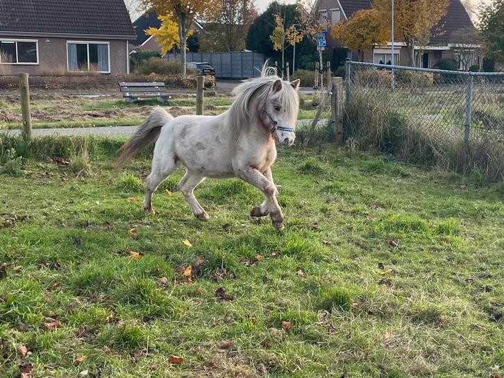 Super lieve few spot hengst, Dieren en Toebehoren, Pony's, Hengst, Niet van toepassing, 3 tot 6 jaar, Met stamboom, Gechipt, Ontwormd
