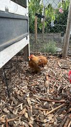 Cochin haantje 2025, Dieren en Toebehoren, Pluimvee, Mannelijk, Kip